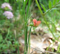 Lathyrus sphaericus - Cicerchia sferica