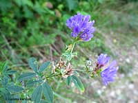 Medicago sativa