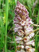 Orobanche sp.