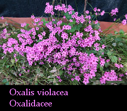 Oxalis dai fiori rosa