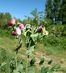 Pisum elatius