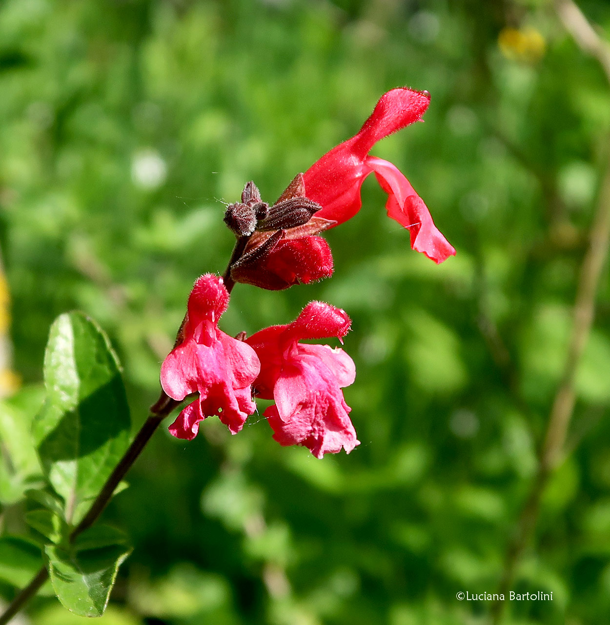 Salvia-microphylla