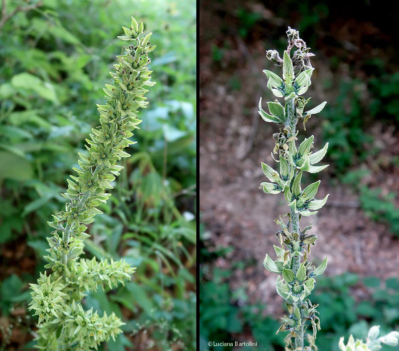 Veratrum album