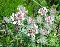 trifoglio Dorycnium hirsutum
