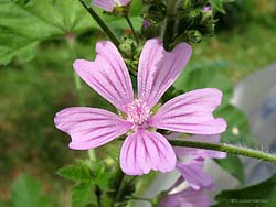 Fiore di malva selvatica