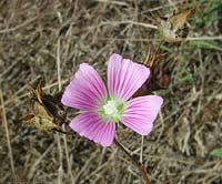 Malva