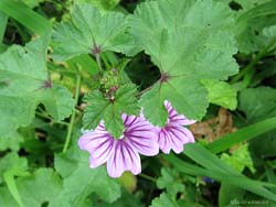 Fiore di Malva sylvestris