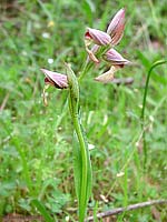 Orchidea Serapias sp.