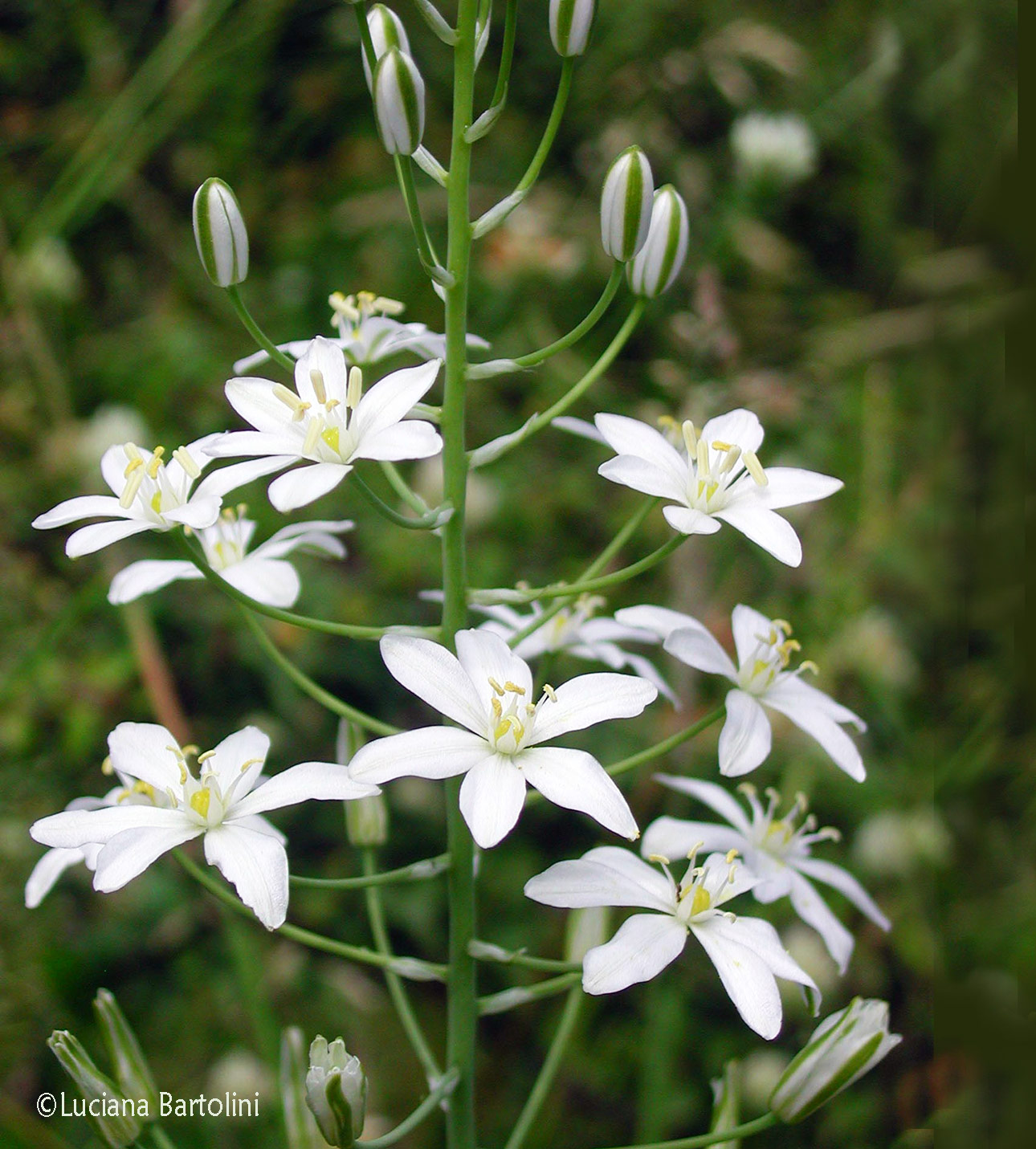 Ornithogalum pyramidale - Latte di gallina maggiore - Asparagaceae
