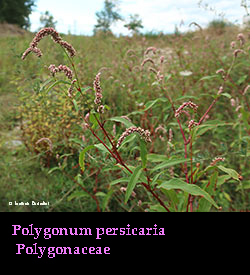 Polygonum persicaria