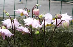 Aquilegia sp.