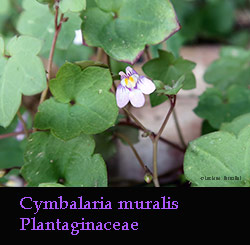 Cymbalaria muralis