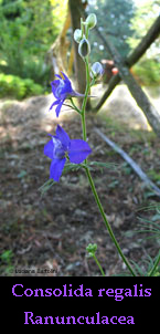 Delphinium o Speronella