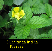 Duchesnea indica