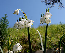 Leucojum aestivum
