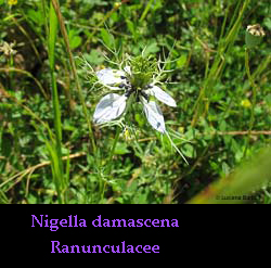 Nigella damascena