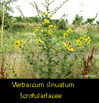 Verbascum sinuatum
