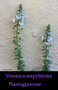 Veronica serpyllifolia