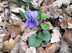 Viola hirta