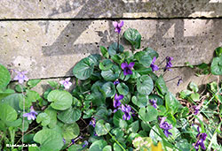 Viola odorata