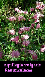 Aquilegia sp.