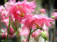 Aquilegia sp.