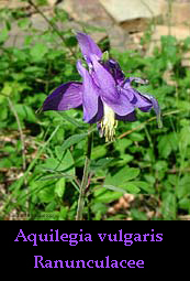 Aquilegia vulgaris