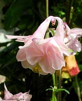 Aquilegia sp.