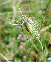 Nigella - capsula fresca