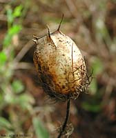 Nigella capsula matura