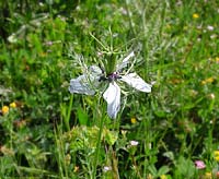 Nigella damascena