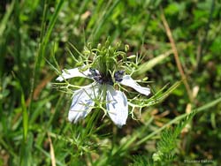 Nigella damascena