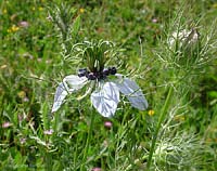 Nigella damascena
