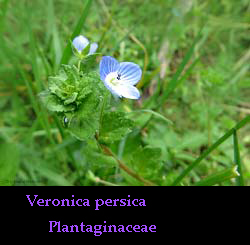 Veronica comune