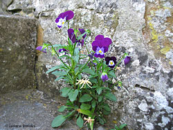 Viole tricolor