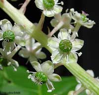 fiori di Fitolacca - Uva turca