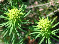 Euophorbia cyparissias