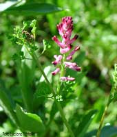 Fumaria officinalis