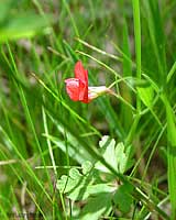 Lathyrus nissoia - Nissòlia