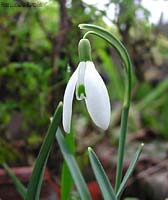 fiore di Bucaneve