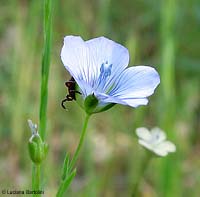 fiore di Lino selvatico