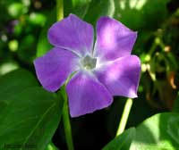 fiore violetto della Pervinca, Vinca minor