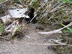 Formica Camponotus ligniperda davanti al nido
