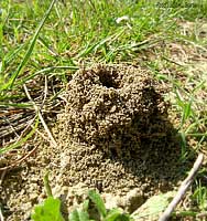 l'ingresso al formicaio è visibile dai cumuli di terra