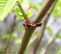 Camponotus ligniperda, grossa formica rossa e nera