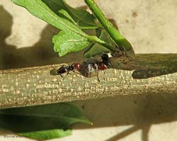Formiche con una cocciniglia mezzo grano di pepe 