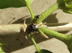 Formica con alcuni afidi attaccati ad una cocciniglia mezzo grano di pepe