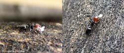 Crematogaster che trasportano del cibo