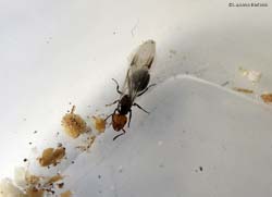 Regina Crematogaster con le ali