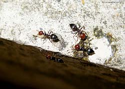 Formica che trasporta una pupa